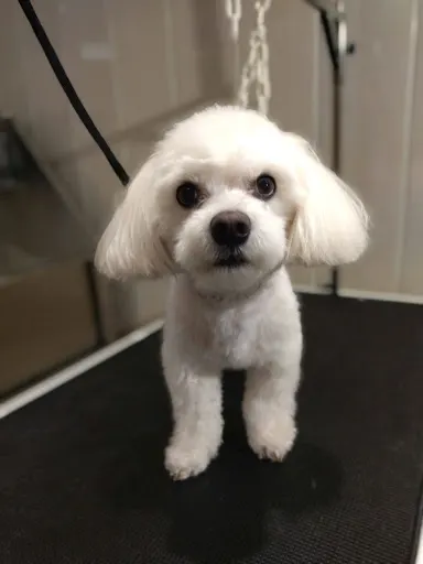 Groomer Kraków, Psi Fryzjer RoyalPetSpa