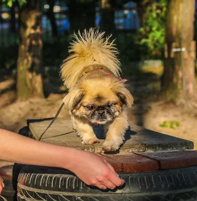 Contact Dogs centrum szkolenia psów